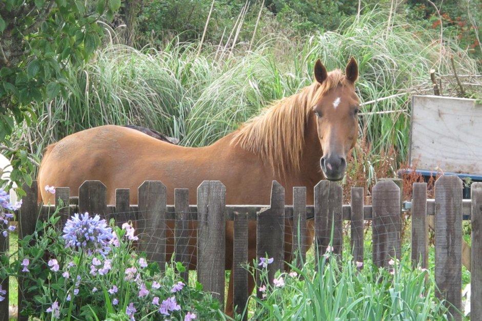 Little Paradise & Petting Farm Greymouth Εξωτερικό φωτογραφία